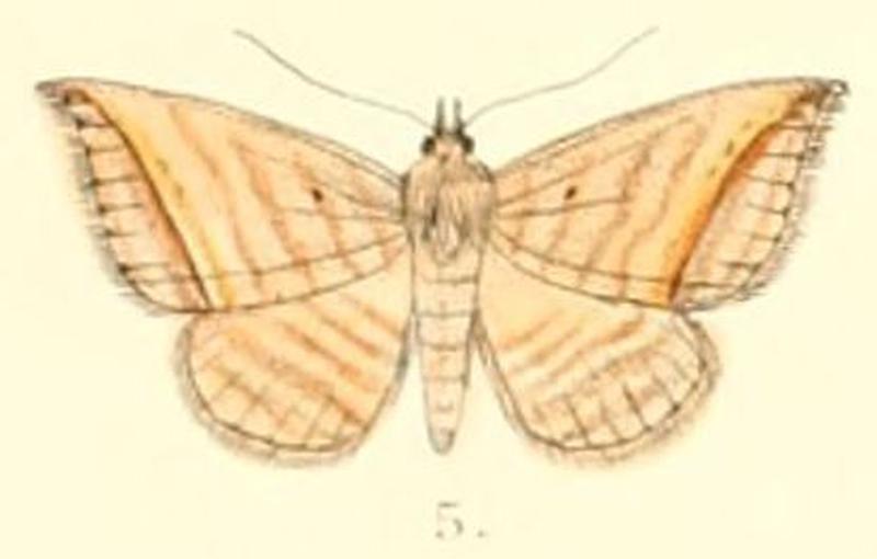 Pl.6-05-Loxioda similis (Moore, 1882) (Phurys)