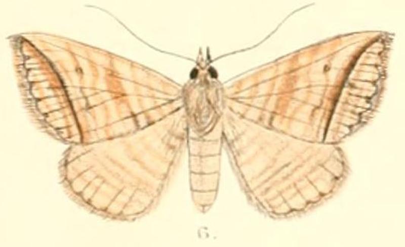 Pl.6-06-Loxioda fasciosa (Moore 1882) (Phyris)