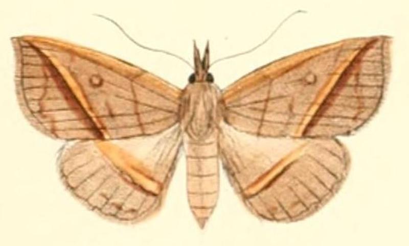 Pl.6-07-Talapoptera duplexa (Moore, 1882) (Iluza)