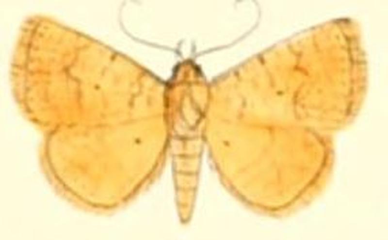 Pl.6-08-Raparna ochreipennis Moore, 1882