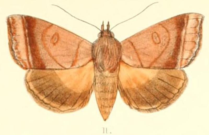 Pl.6-11-Ophiusa trapezium (Guenée, 1852)