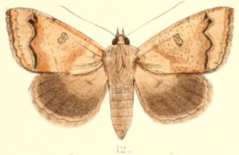 Pl.6-12-Ophiusa indistincta (Moore, 1882) (Ophiodes)