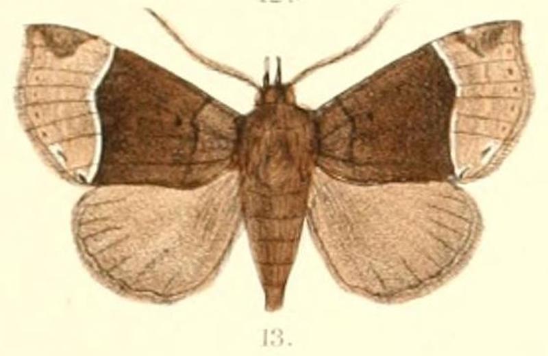 Pl.6-13-Itmaharela basalis (Moore 1882) (Harmatelia)