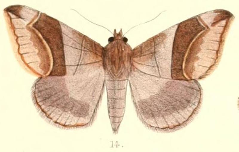 Pl.6-14-Bastilla maturata (Walker, 1858) (syn.Ophiusa falcata)