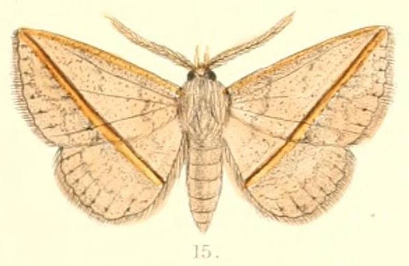 Pl.6-15-Ugia transversa (Moore, 1882) (Iluza)