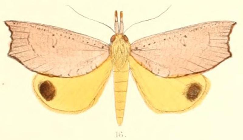 Pl.6-16-Corcobara angulipennis Moore, 1882