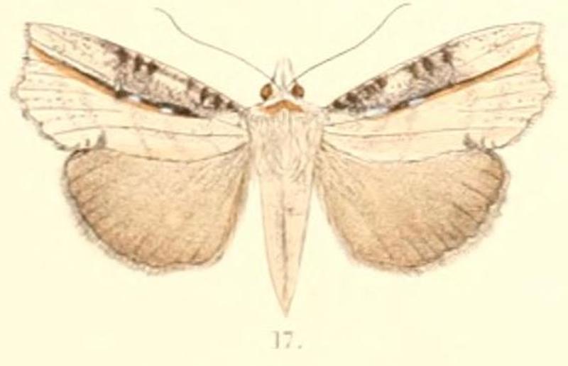 Pl.6-17-Cephena costata Moore, 1882