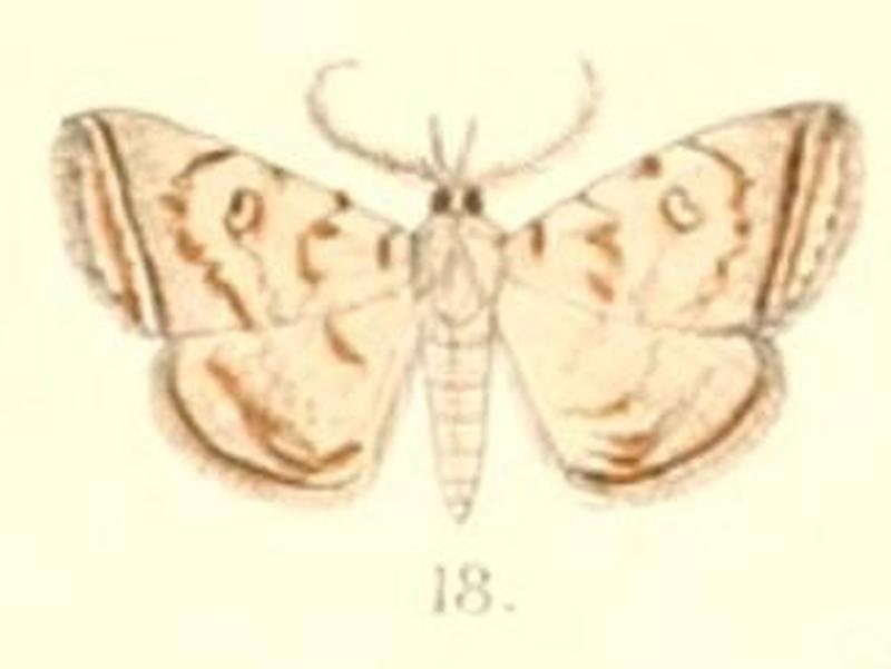 Pl.6-18-Mixomelia duplexa (Moore, 1882) (Herminia)
