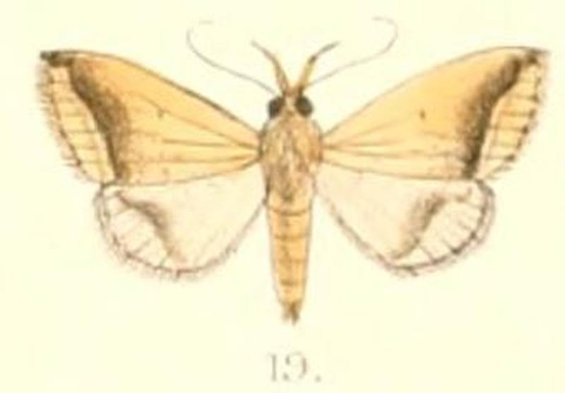 Pl.6-19-Simplicia mistacalis (Guenée, 1854)