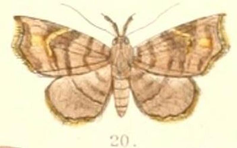Pl.6-20-Egnasia fasciata (Moore 1882) (Thyridospila)