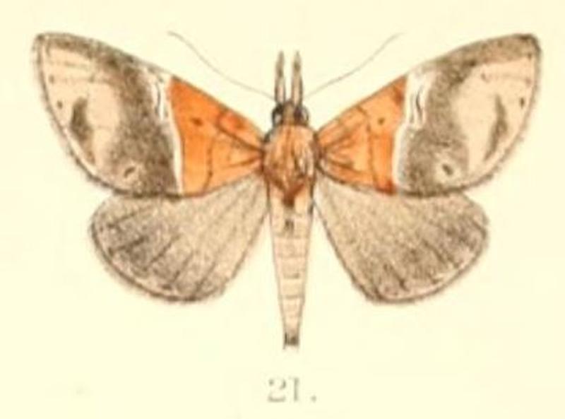 Pl.6-21-Euphiuche picta (Moore, 1882) (Bocana)