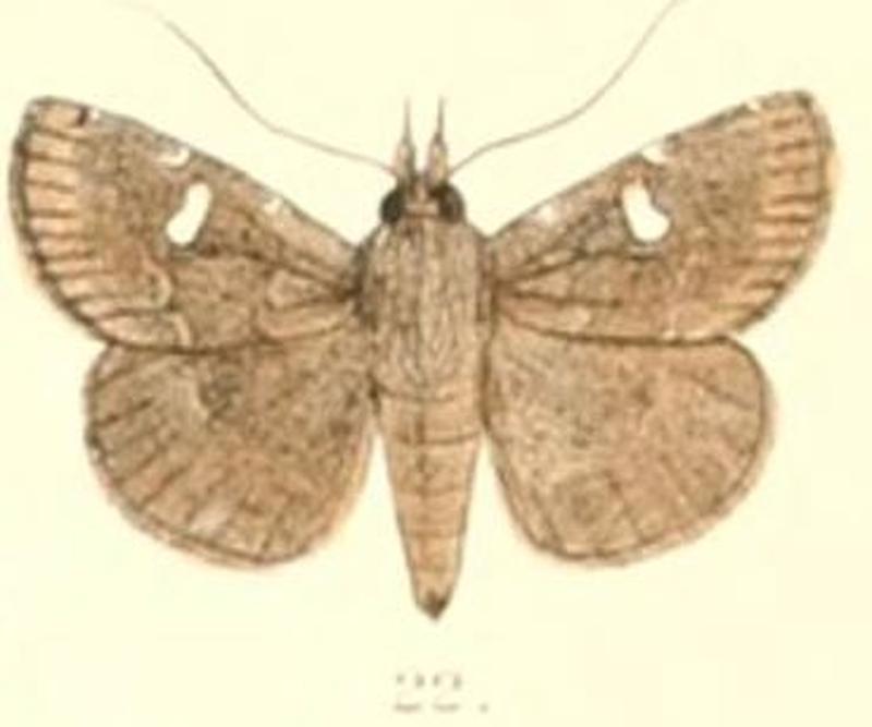 Pl.6-22-Bocana silenusalis Walker, 1859 (Asthala)