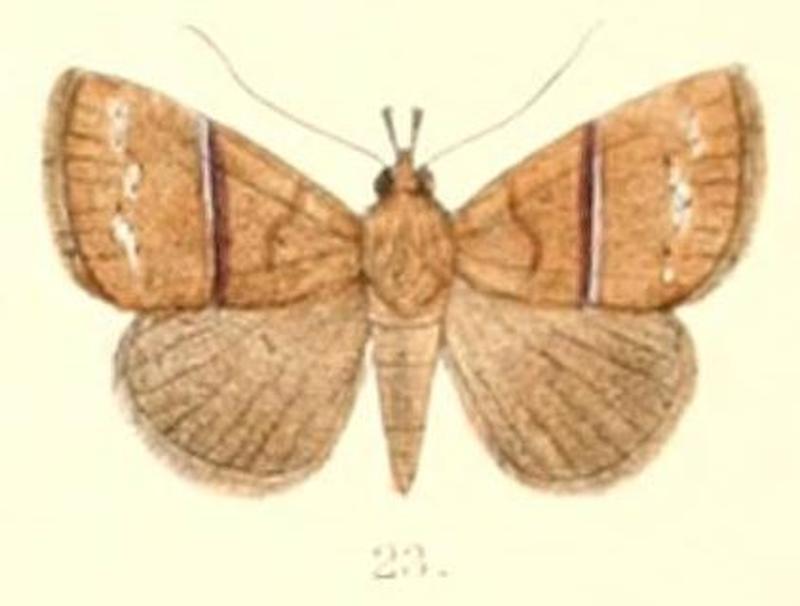 Pl.6-23-Harita rectilinea Moore, 1882