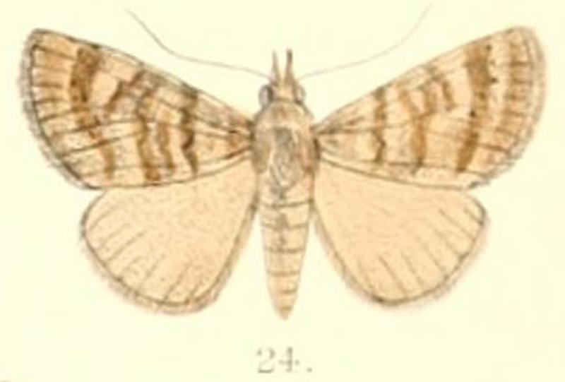 Pl.6-24-Hypena denticulata (Moore, 1882) (Apanda dentilineata)