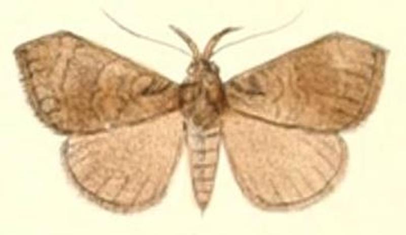 Pl.6-25-Hydrillodes truncata (Moore 1882) (Bibacta)