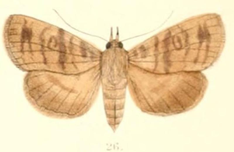 Pl.6-26-Avitta fasciosa Moore, 1882