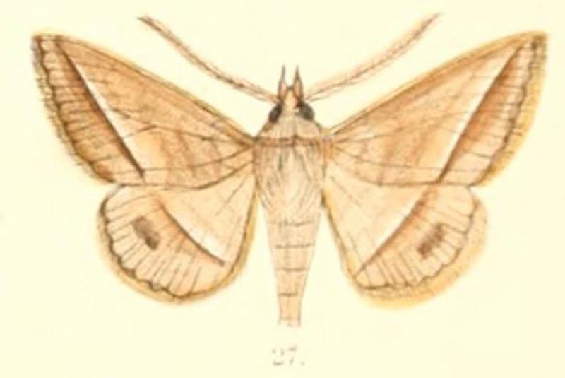Pl.6-27-Hypospila creberrima Walker, 1858 (syn.Tochara obliqua)