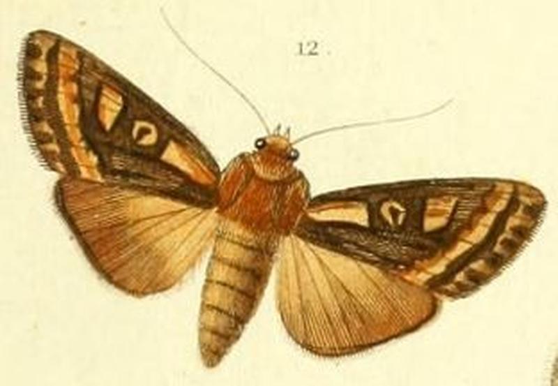 Pl.6-fig.12-Amphia hepialoides Guenee, 1852