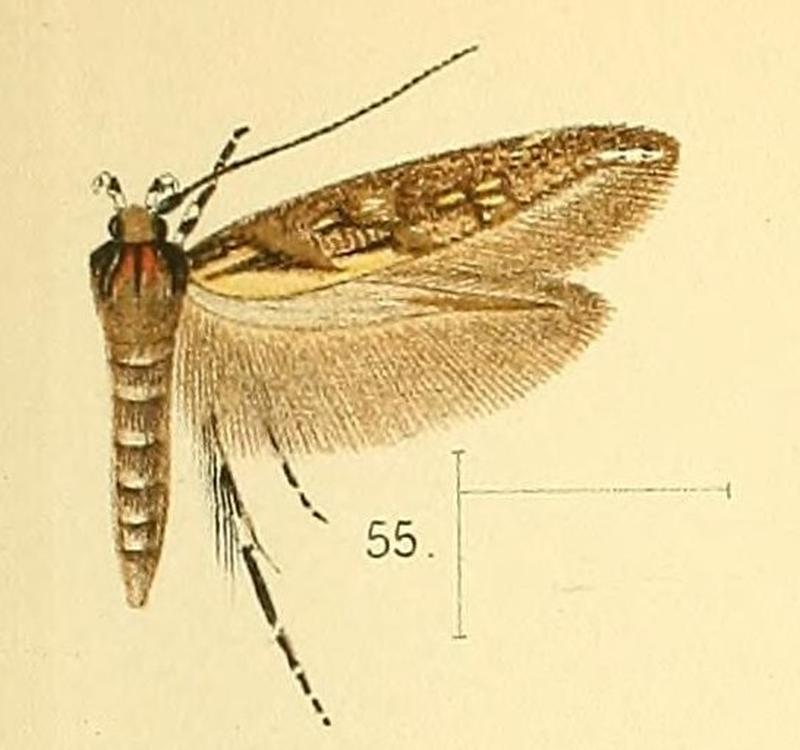 Pl.6-fig.55-Eteobalea quinquecristata (Walsingham, 1891) (Laverna)