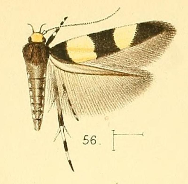 Pl.6-fig.56-Macrobathra fasciata (Walsingham, 1891) (Stagmatophora)