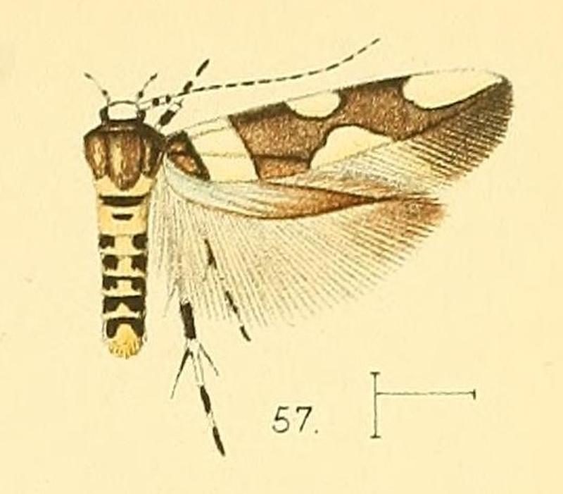 Pl.6-fig.57-Macrobathra distincta (Walsingham, 1891) (Stagmatophora)