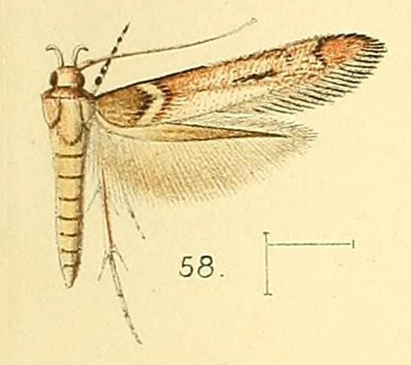 Pl.6-fig.58-Anatrachyntis simplex (Walsingham, 1891) (Pyroderces)
