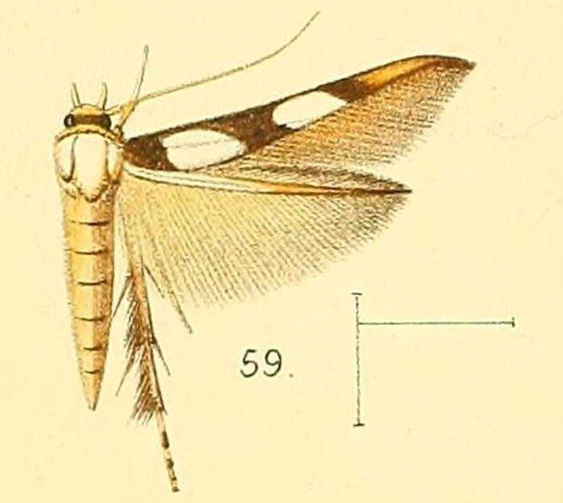 Pl.6-fig.59-Stathmopoda maculata Walsingham, 1891