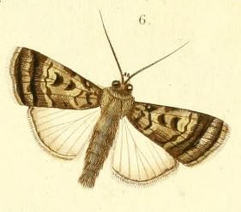 Pl.6-fig.6-Spodoptera abyssinia Guenée, 1852