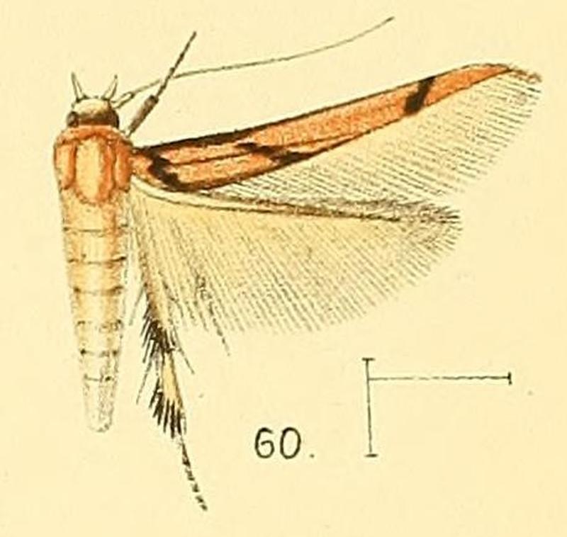 Pl.6-fig.60-Stathmopoda crassella Walsingham, 1891