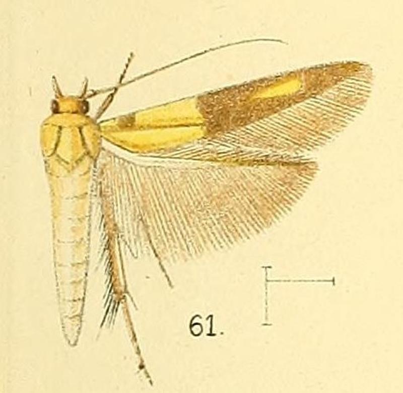 Pl.6-fig.61-Stathmopoda auriferella (Walker, 1864) (syn.S.divisa)
