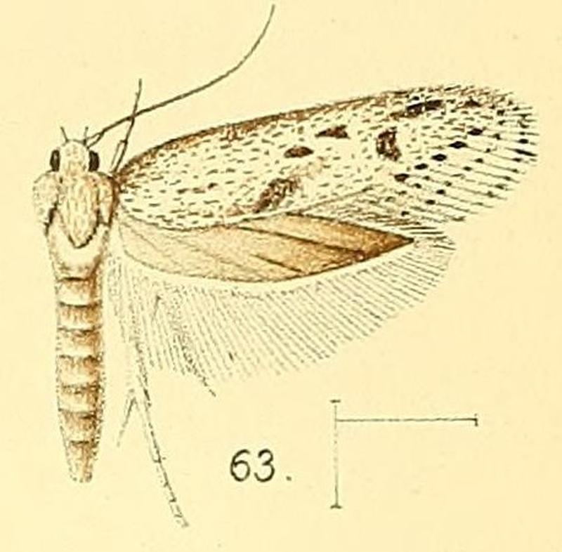 Pl.6-fig.63-Holcocera irroratella (Walsingham, 1891) (Blastobasis)