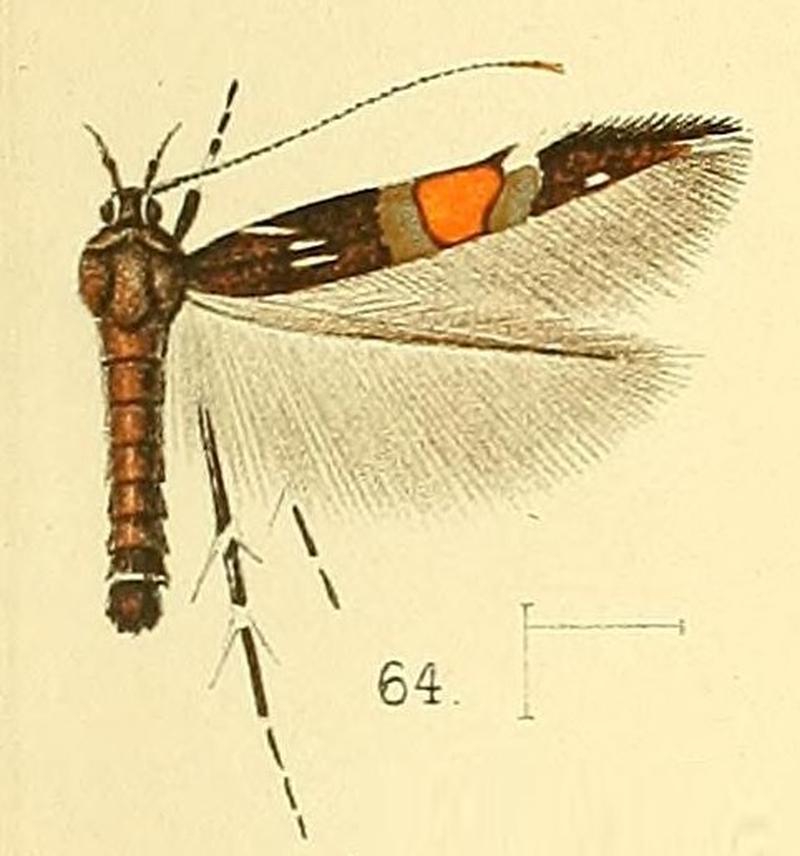 Pl.6-fig.64-Cosmopterix cognita Walsingham, 1891