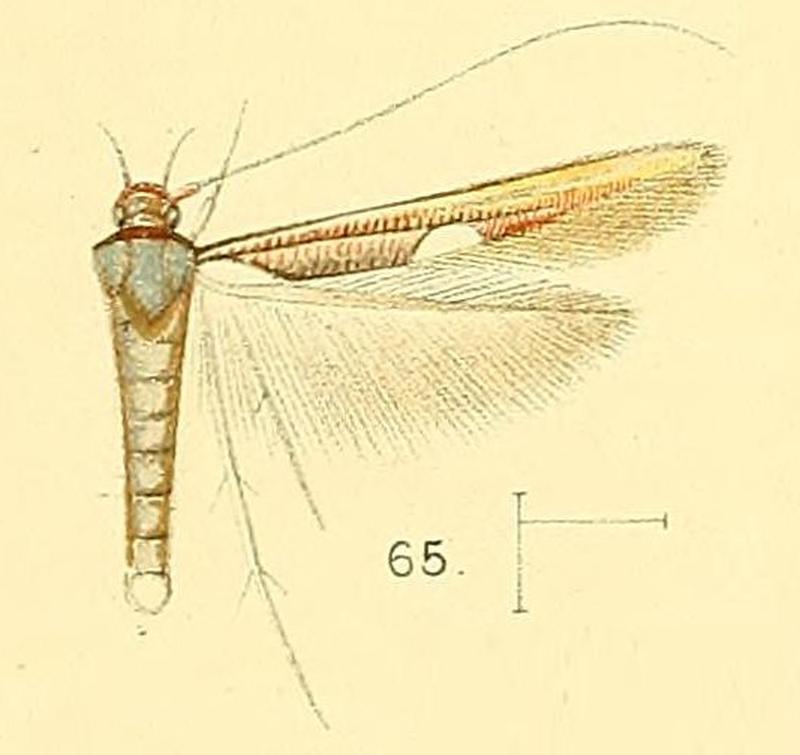 Pl.6-fig.65-Zaratha muricicoma Walsingham, 1891