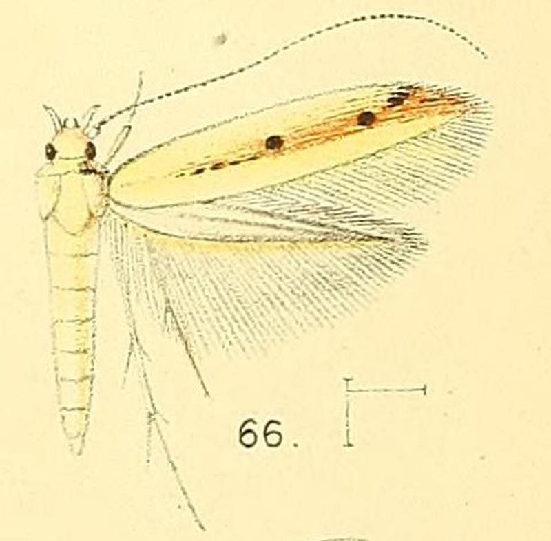Pl.6-fig.66-Acrocercops punctulata (Walsingham, 1891) (Gracilaria)