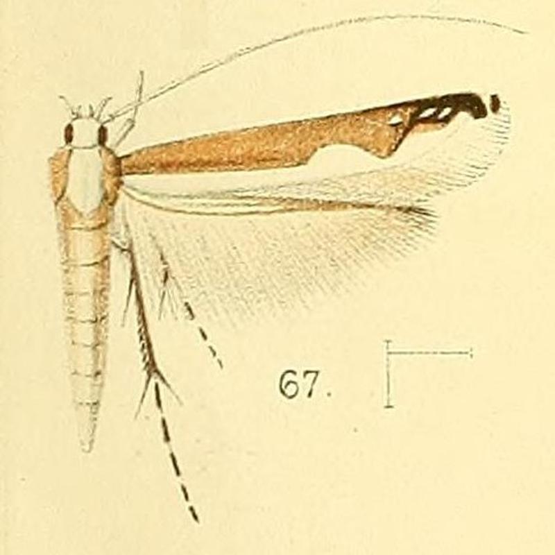 Pl.6-fig.67-Lamprolectica apicistrigata (Walsingham, 1891) (Gracilaria)