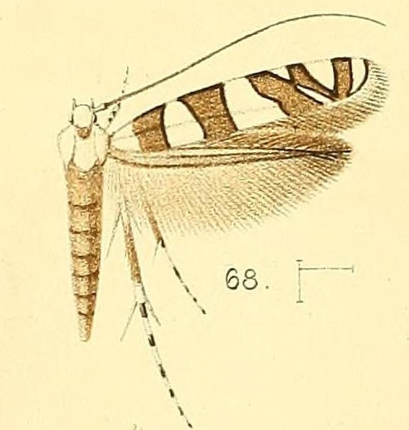 Pl.6-fig.68-Acrocercops bifasciata (Walsingham, 1891) (Gracilaria)