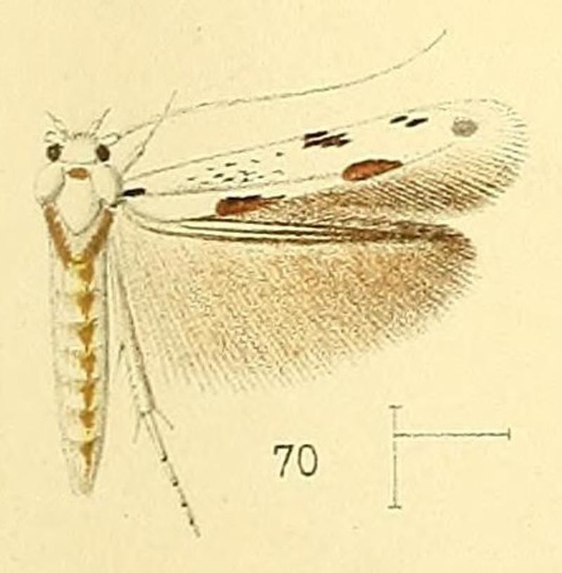Pl.6-fig.70-Licmocera lyonetiella Walsingham, 1891