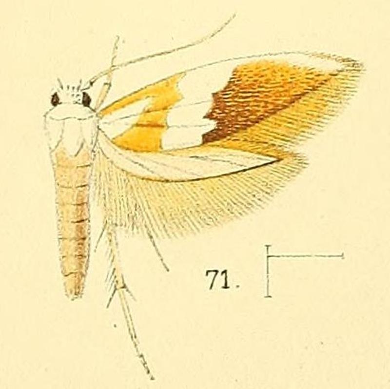 Pl.6-fig.71-Oxymachaeris niveocervina Walsingham, 1891