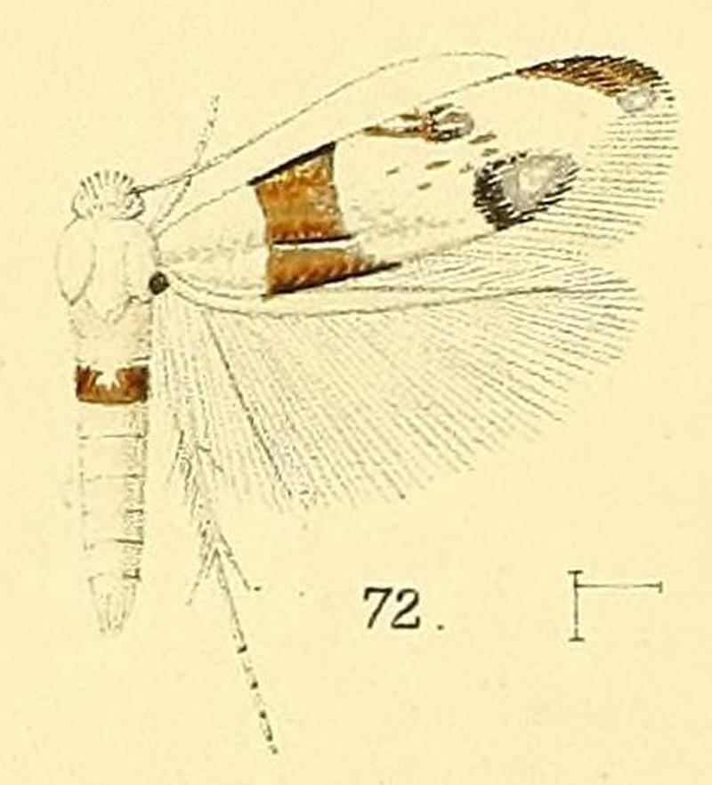 Pl.6-fig.72-Micropostega aeneofasciata Walsingham, 1891