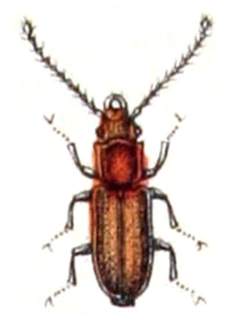 Placonotus.testaceus.-.calwer.15.11