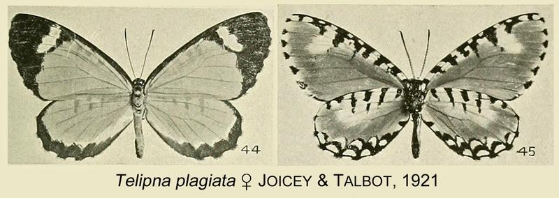 Telipna plagiata from original description