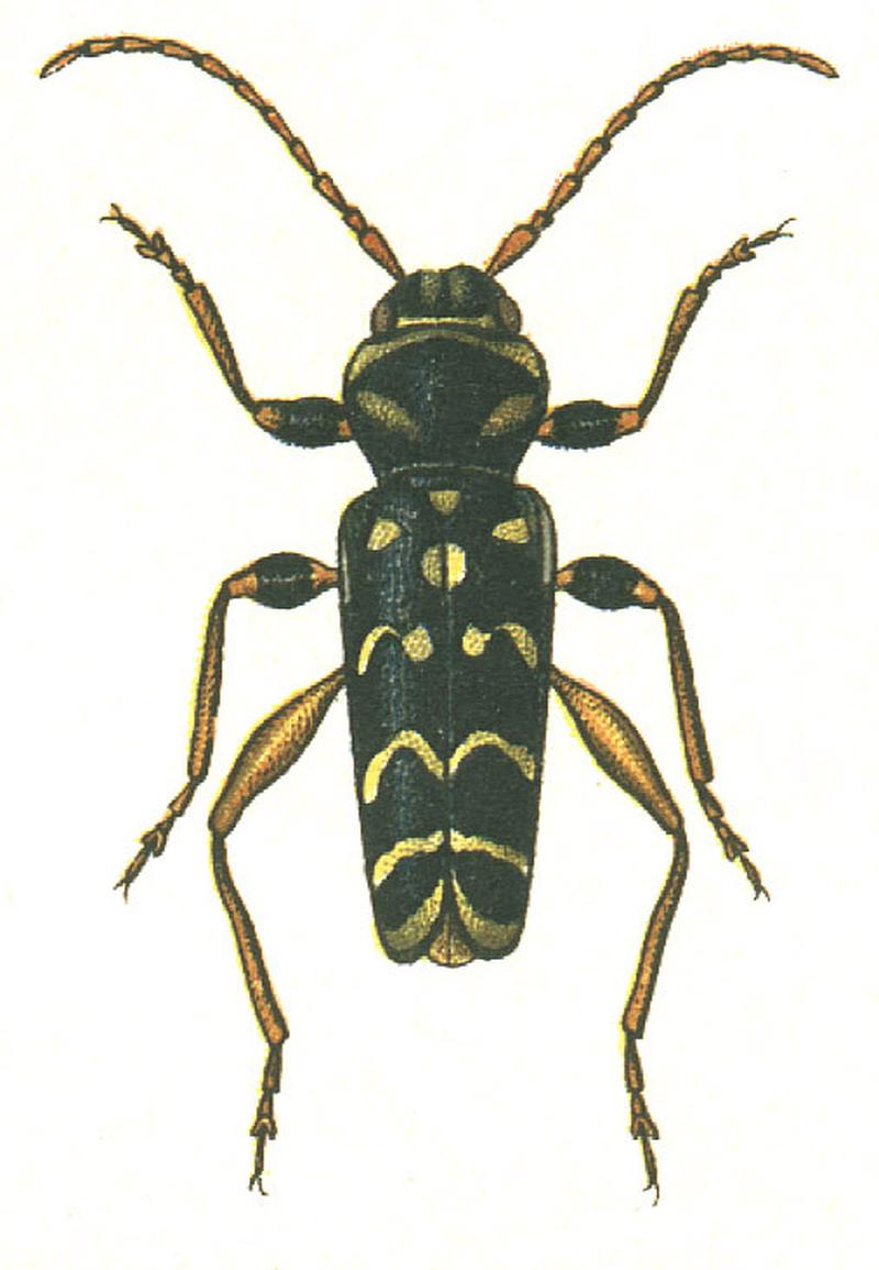 Plagionotus arcuatus