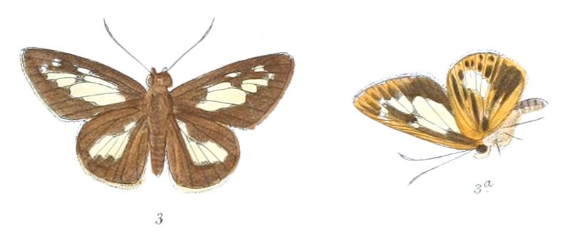 PlastingiaCallineura 806 3 Fitch