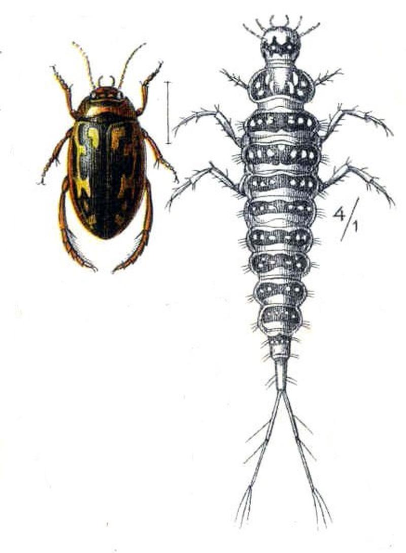 Platambus maculatus01