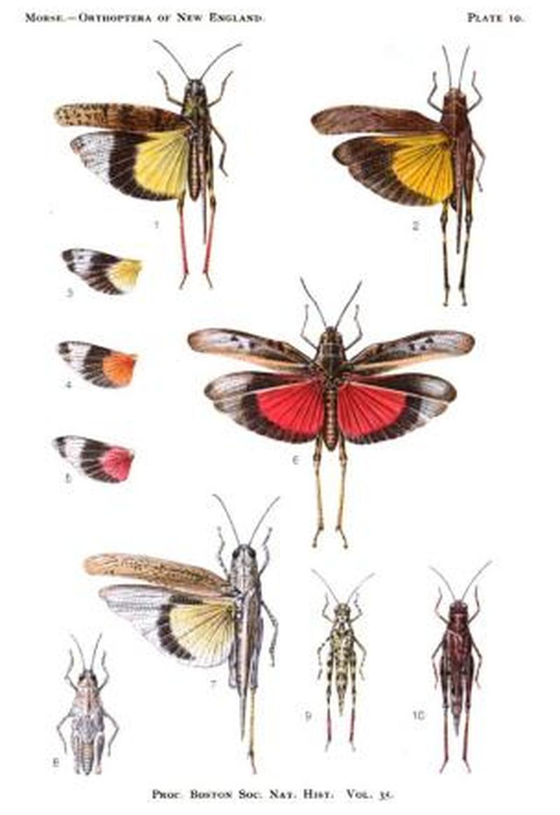 Plate10 BSNH Proceedings1920