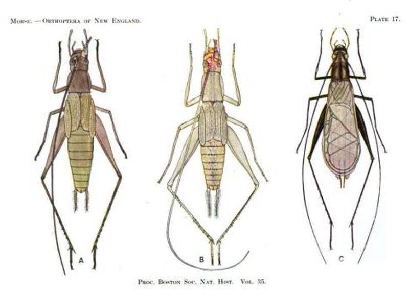 Plate17 BSNH Proceedings1920