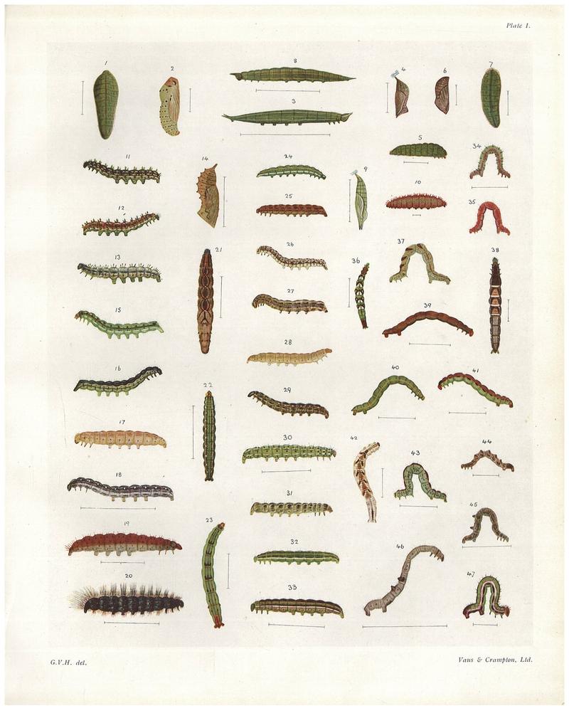 Plate I The butterflies & moths of NZ