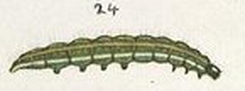 Plate I The butterflies & moths of NZ (cropped) fig 24 Ichneutica virescens