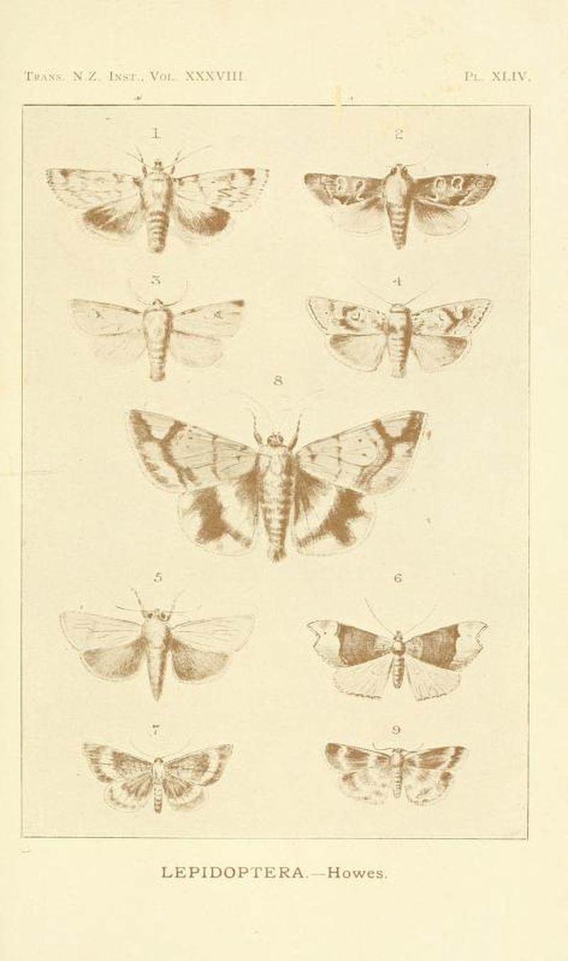 Plate XLIV 1905 Trans. and Proceed. NZ. Institue