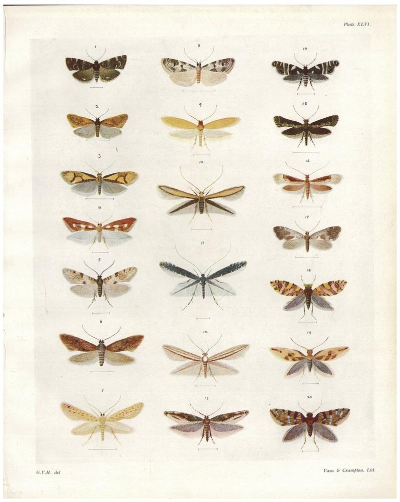 Plate XLVI The butterflies & moths of New Zealand
